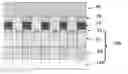 Fig. 01 - Nonvolatile memory cell including carbon storage element formed on a silicide layer