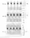 Fig. 08 - Nonvolatile memory cell including carbon storage element formed on a silicide layer