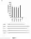 Fig. 05 - STRUCTURE AND USE OF 5'PHOSPHATE OLIGONUCLEOTIDES