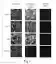 Fig. 02 - Compositions and methods for the therapy and diagnosis of influenza