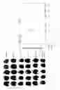 Fig. 08 - METHODS AND COMPOSITIONS FOR IMPROVING IMMUNE RESPONSES