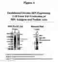 Fig. 02 - CHRONIC PATHOGEN-EXPRESSING CELL LINES
