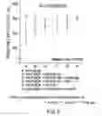 Fig. 12 - Preparation for transnasal application