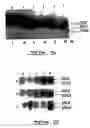 Fig. 09 - METHOD FOR IN SITU SOLIDIFICATION OF BLOOD-POLYMER COMPOSITIONS FOR REGENERATIVE MEDICINE AND CARTILAGE REPAIR APPLICATIONS