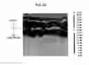Fig. 16 - Cell for solid oxide fuel cell and method for manufacturing same
