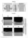 Fig. 18 - Cell for solid oxide fuel cell and method for manufacturing same