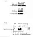 Fig. 07 - Materials and Methods for the Detection, Prevention and Treatment of Autoimmune Disease