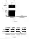 Fig. 14 - Materials and Methods for the Detection, Prevention and Treatment of Autoimmune Disease
