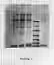 Fig. 02 - VECTOR CONSTRUCTS AND METHODS FOR EXPRESSING AND SECRETING POLYPEPTIDES IN FILAMENTOUS FUNGI USING A SELF-PROCESSING 2A CLEAVAGE SITE