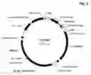 Fig. 02 - CHO CELL