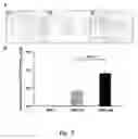 Fig. 08 - TRANSGENIC ONCOLYTIC VIRUSES AND USES THEREOF