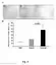 Fig. 09 - TRANSGENIC ONCOLYTIC VIRUSES AND USES THEREOF