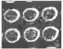 Fig. 01 - CELL PATTERN AND METHOD FOR PRODUCING THE SAME