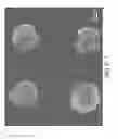 Fig. 07 - CELL PATTERN AND METHOD FOR PRODUCING THE SAME