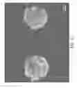 Fig. 11 - CELL PATTERN AND METHOD FOR PRODUCING THE SAME