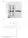 Fig. 02 - Bispecific EGFR/IGFIR binding molecules