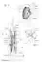 Fig. 02 - Scotch yoke engine or pump