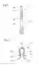 Fig. 02 - Body cavity cleaning agent