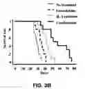 Fig. 06 - TARGETED CARGO PROTEIN COMBINATION THERAPY