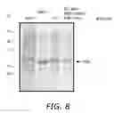 Fig. 07 - Unmarked recombinant intracellular pathogen immunogenic compositions expressing high levels of recombinant proteins