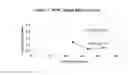 Fig. 08 - Composition and Methods for Affecting Metallocorrinoid Uptake