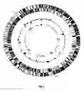 Fig. 02 - Bifidobacterium longum