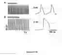Fig. 02 - Induction of human embryonic stem cell derived cardiac pacemaker or chamber-type cardiomyocytes by manipulation of neuregulin signaling