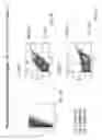 Fig. 02 - Producing a mammalian pluripotent cell population from mammalian blastomere-like stem cells (BLSCs)
