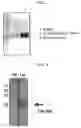 Fig. 02 - CELL CAPABLE OF EXPRESSING LACRITIN AT HIGH LEVEL