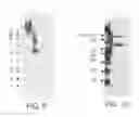 Fig. 46 - HEPATOCYTE GROWTH FACTOR RECEPTOR SPLICE VARIANTS AND METHODS OF USING SAME