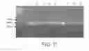 Fig. 47 - HEPATOCYTE GROWTH FACTOR RECEPTOR SPLICE VARIANTS AND METHODS OF USING SAME