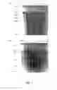 Fig. 02 - LIPID-METABOLISM-AMELIORATING AGENT