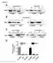 Fig. 02 - CONFORMATION AND ACTIVITY OF GBETA5 COMPLEXES