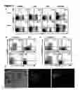 Fig. 03 - Modulation of NKG2D