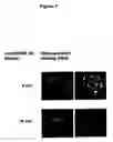 Fig. 08 - Modulation of NKG2D