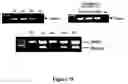 Fig. 35 - Chimeric DRG11-responsive (DRAGON) polypetides