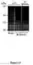 Fig. 43 - Chimeric DRG11-responsive (DRAGON) polypetides