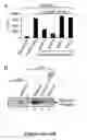 Fig. 44 - Chimeric DRG11-responsive (DRAGON) polypetides