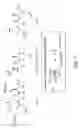 Fig. 02 - Glycosylated specificity exchangers