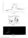 Fig. 06 - Multimeric CD40 ligands, method for preparing same and use thereof for preparing drugs
