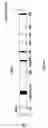 Fig. 02 - Promoterless cassettes for expression of alpha virus structural proteins