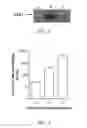 Fig. 08 - Sequential administration of a replication defective adenovirus vector in vaccination protocols