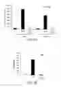 Fig. 02 - Method of treating allergies using TGF-β1 and allergens