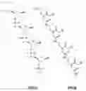 Fig. 02 - Method for increasing efficiency or specificity of hybridization between PNA probes immobilized on support and target nucleic acids