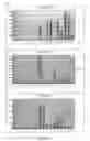Fig. 09 - METHODS TO ACCELERATE THE ISOLATION OF NOVEL CELL STRAINS FROM PLURIPOTENT STEM CELLS AND CELLS OBTAINED THEREBY