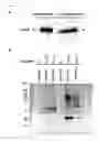 Fig. 08 - SCREENING AND THERAPEUTIC METHOD FOR NSCLC TARGETING THE CDCA8-AURKB COMPLEX