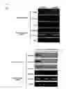 Fig. 09 - SCREENING AND THERAPEUTIC METHOD FOR NSCLC TARGETING THE CDCA8-AURKB COMPLEX