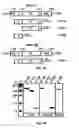 Fig. 02 - Prokaryotic collage-like proteins and uses thereof