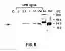 Fig. 09 - Method for determining MIF content