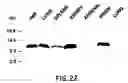 Fig. 23 - Method for determining MIF content